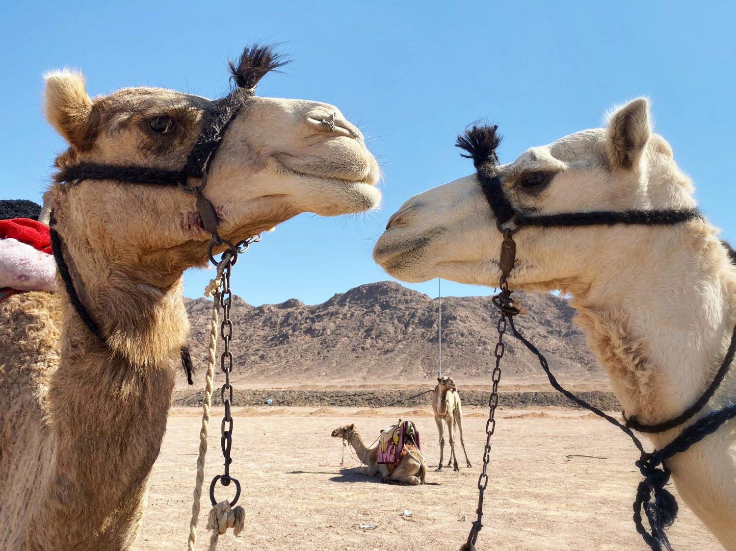 Puzzle Camellos en el desierto