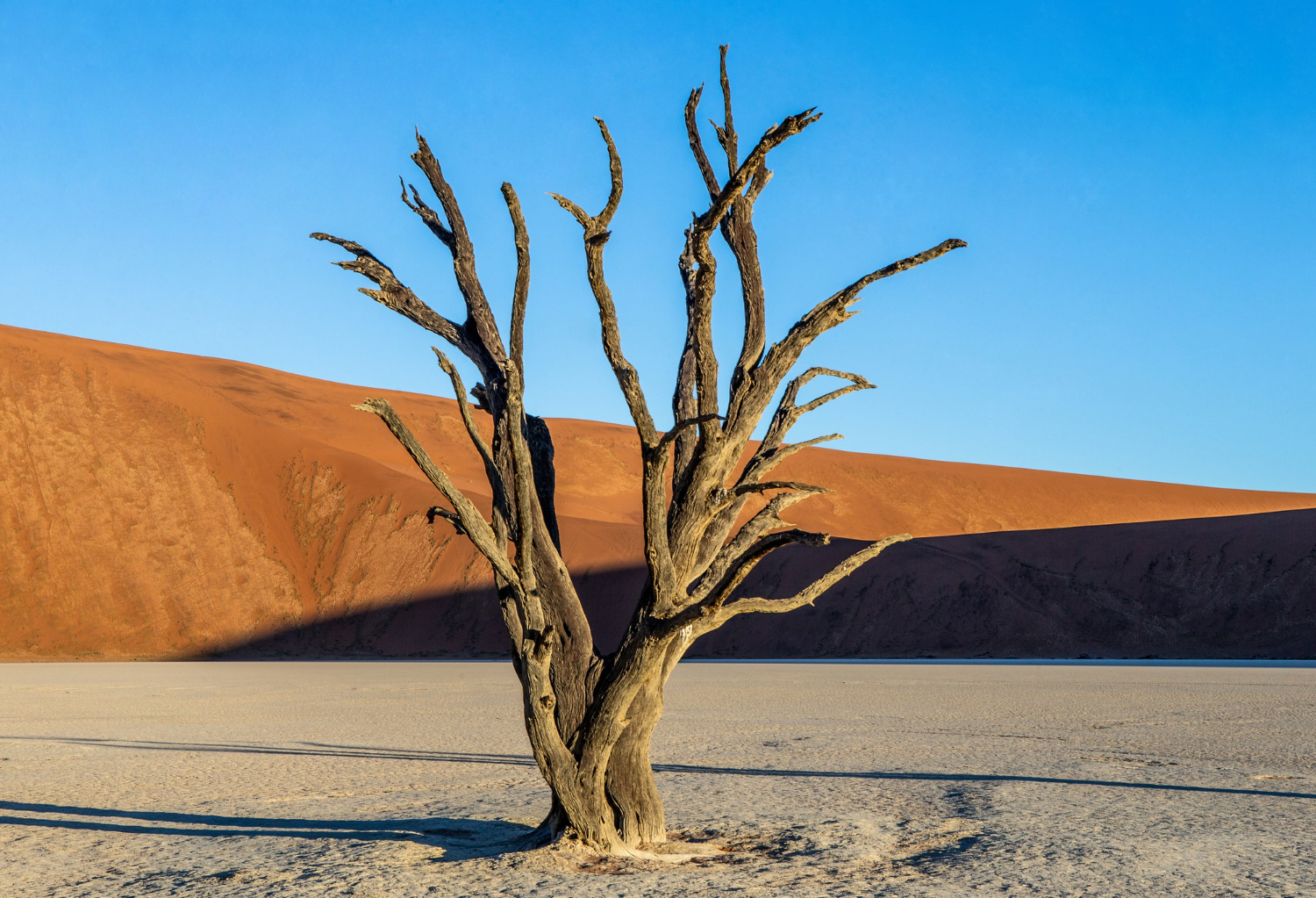 Puzzle Árbol seco en el desierto