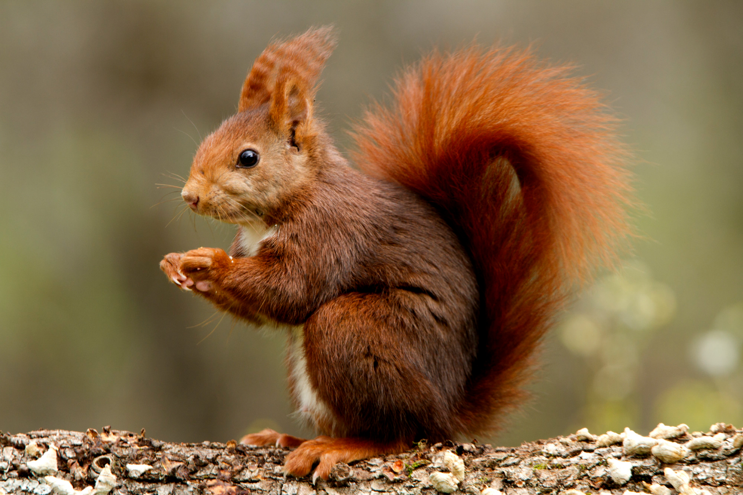 Puzzle Ardilla en el bosque