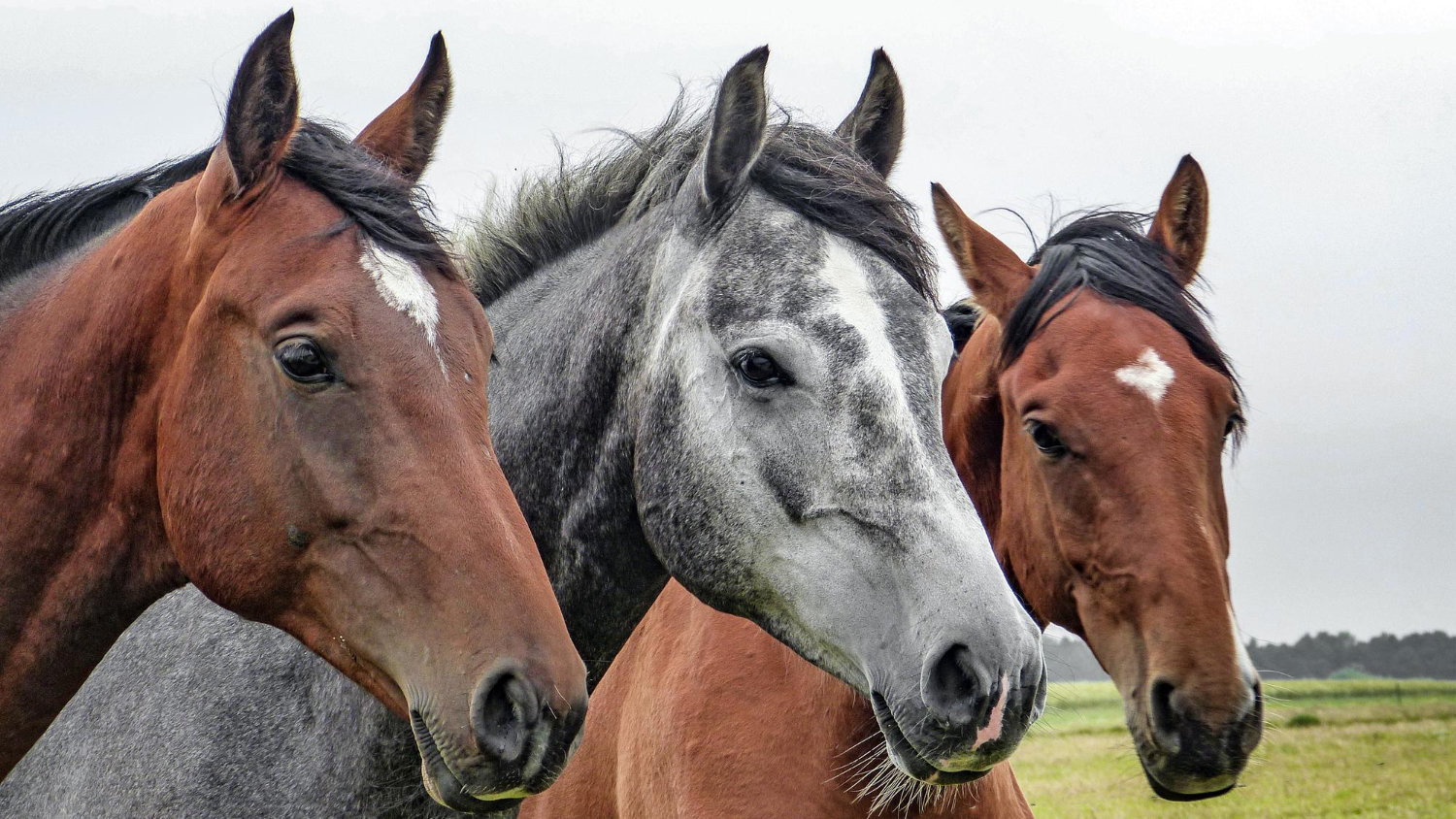 Puzzle Tres caballos