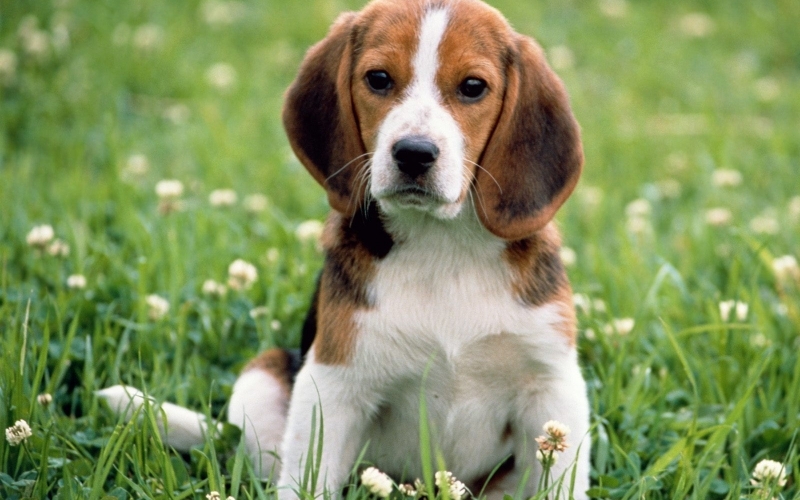 Puzzle Beagle