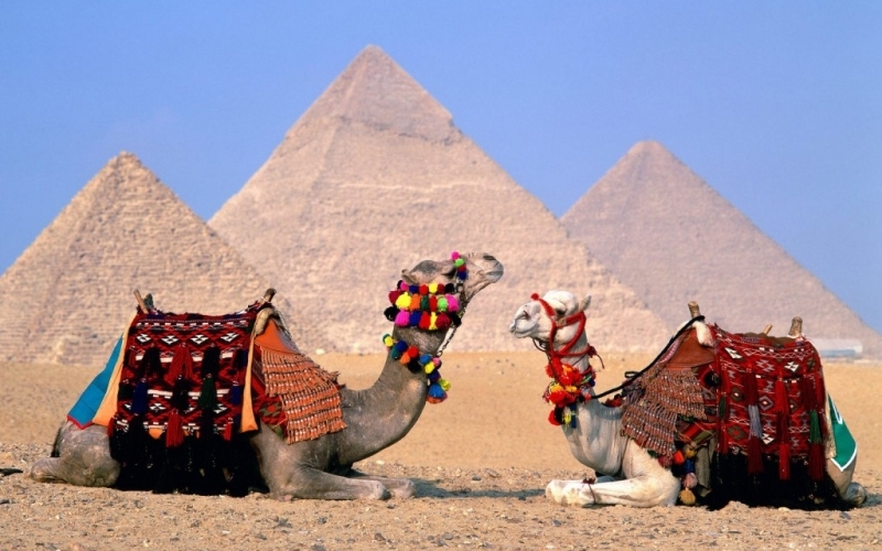Puzzle Camellos en las Pirámides