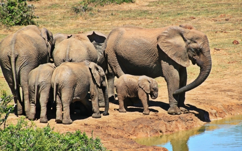 Puzzle Familia de elefantes