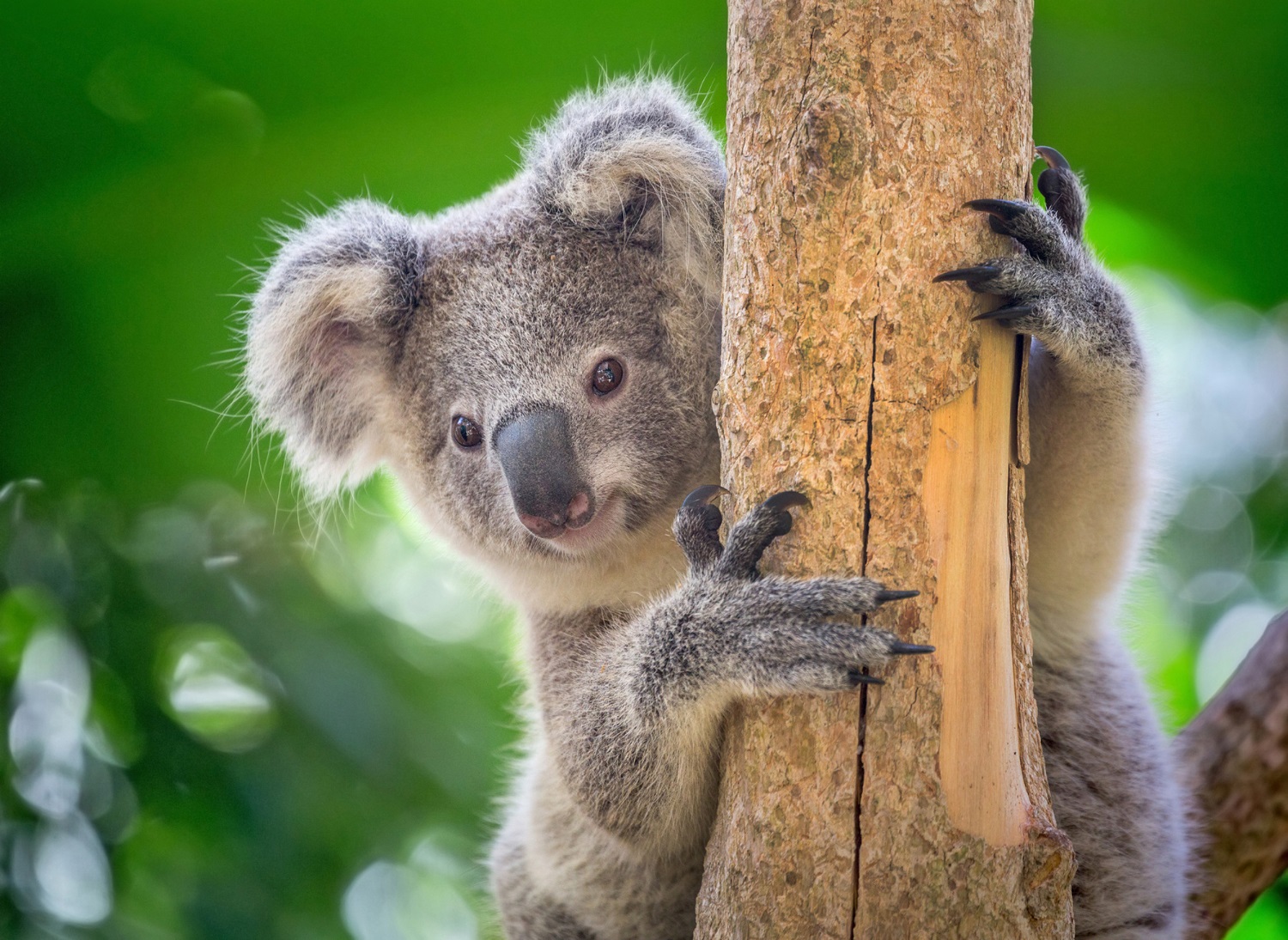 Puzzle Koala en el árbol